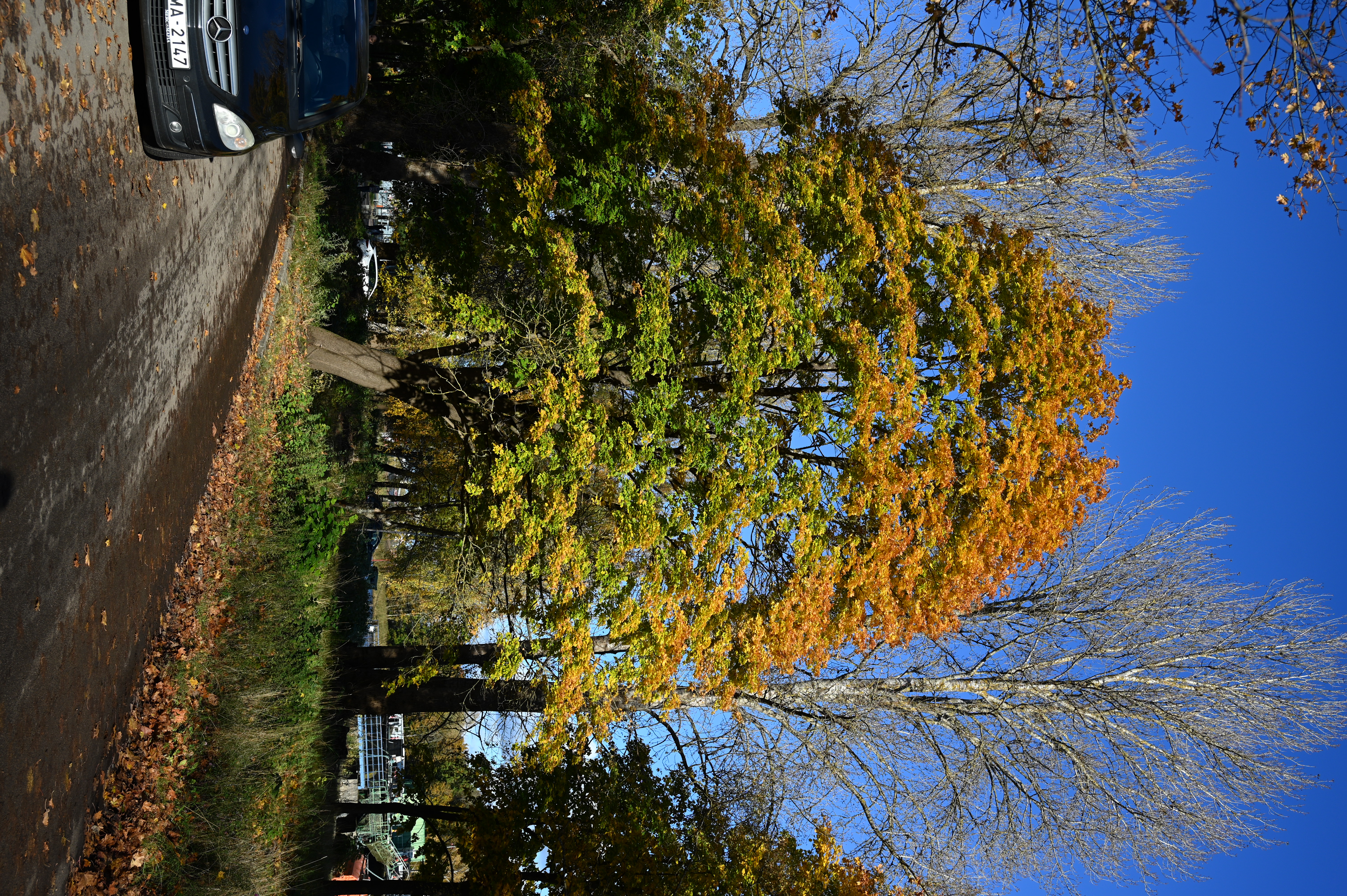 2025/10/18 - walk/DSC_0020.JPG